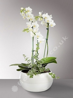 Three Stemmed White Orchid