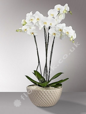 Four Stemmed White Orchid
