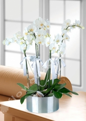 6 Stem White Orchids