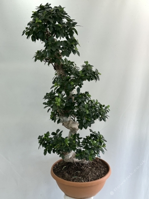 Ficus Bonsai 100 cm