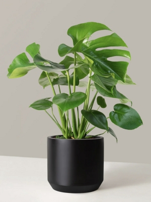 Monstera 85 cm