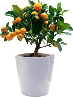 Orange Tree Citrus Plant
