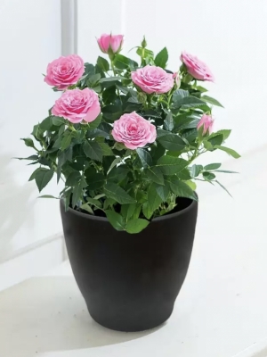 Pink Rose Plant