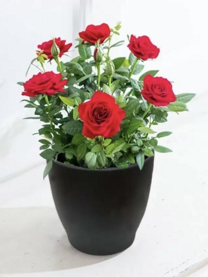 Red Rose Plant