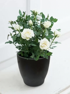 White Rose Plant